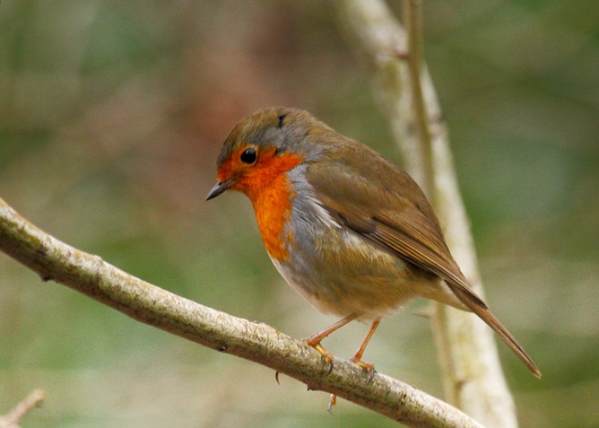 Robin